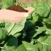 Red Komatsuna Greens Seeds: 5 Lb Bulk - Non-GMO Spinach-Mustard Seeds for Growing Microgreens, Vegetable Garden, Herbs   565498575